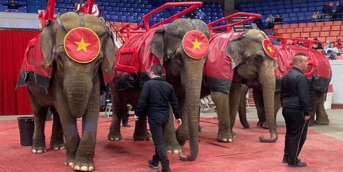 Shrine Circus Elephants New Kentucky Regulations