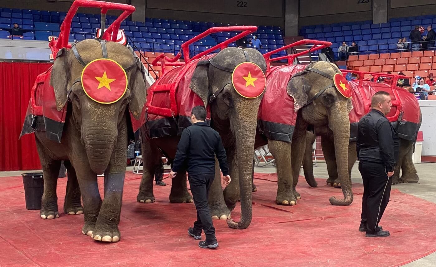 Shrine Circus Elephants New Kentucky Regulations
