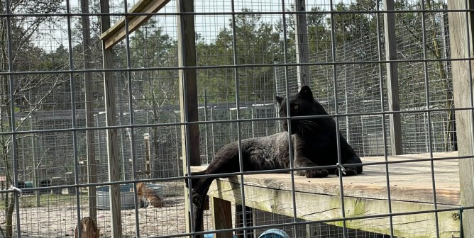 Florida Roadside Zoo ‘Single Vision’ Cited for Dozens of Dangerous Public Interactions