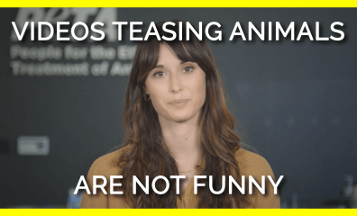 Why You Should Never ‘Like’ or Share Videos of Animals Being Teased on Social Media