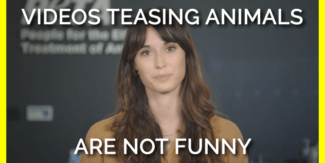 Why You Should Never ‘Like’ or Share Videos of Animals Being Teased on Social Media