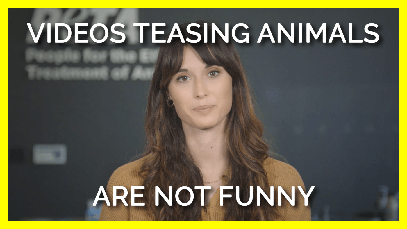 Videos of Animals Being Teased Aren't Funny | PETA