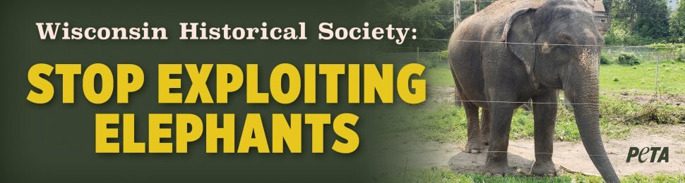 Wisconsin Historical Society: Stop Exploiting Elephants