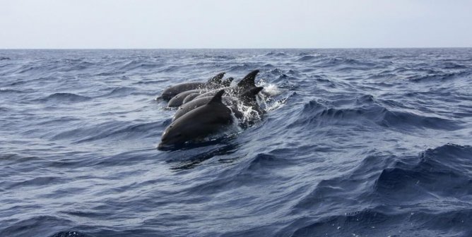 ‘I Am Traumatized’: Whistleblower Tells PETA of Her Experiences as a ‘Swim With Dolphins’ Photographer