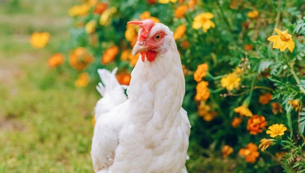 Urge Chick-fil-A to Veganize Its Cauliflower Sandwich!