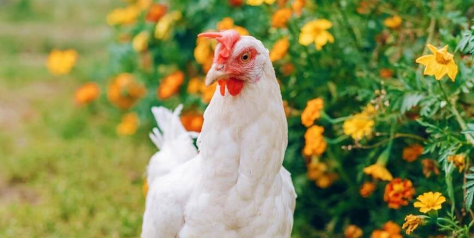 white chicken with flowers