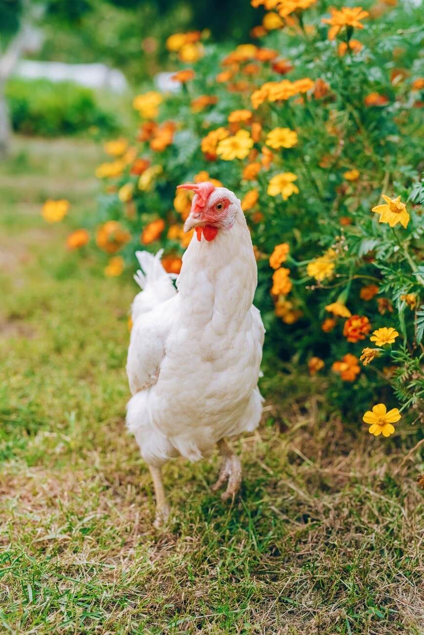 white chicken with flowers