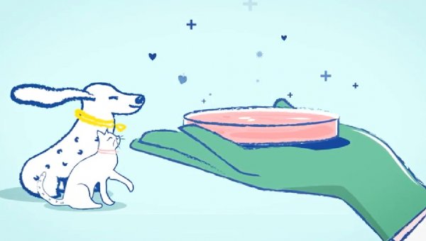Cultivated Meat for Dogs and Cats? These Companies Are Paving the Way