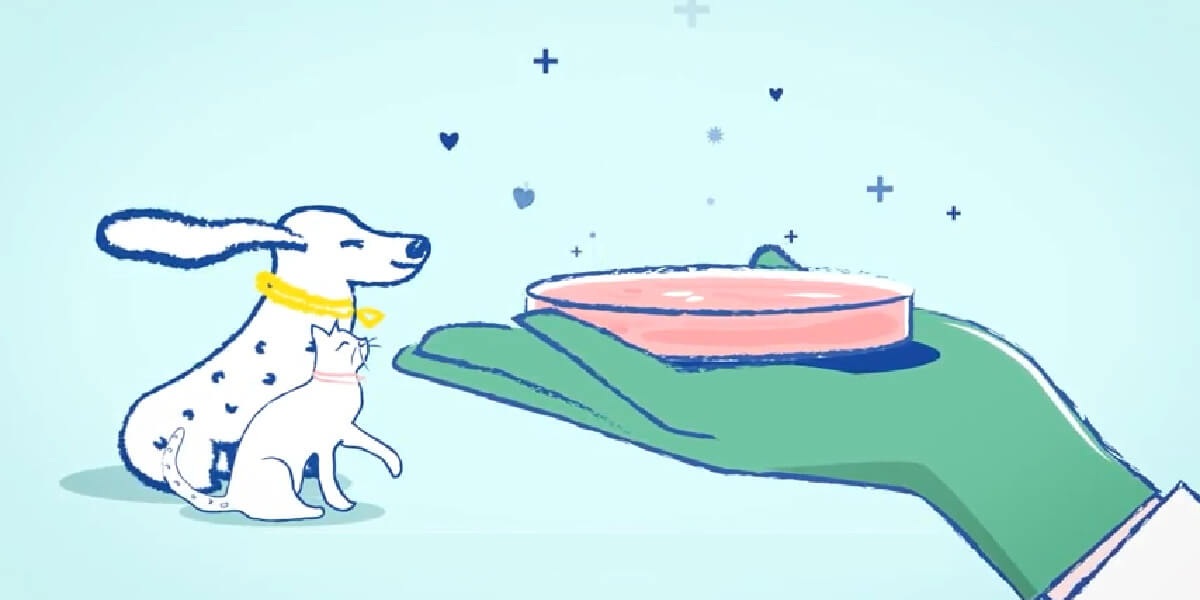 Why Cultivated Meat Is the Future of Companion Food | PETA Why Cultivated Meat Is the Future of Companion Food | PETA