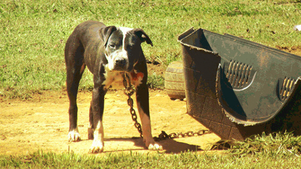 white and black dog chained to plastic house