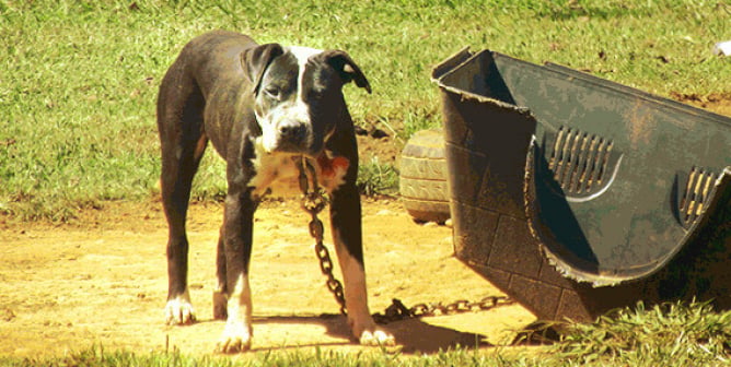 white and black dog chained to plastic house