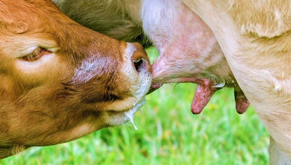 Urge Southwest and American Airlines to Offer Vegan Creamer