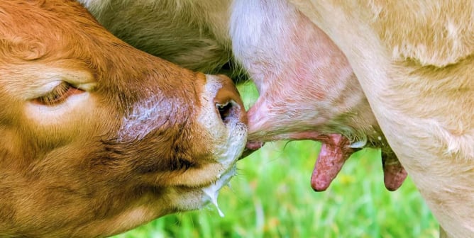Calf drinks milk from mom