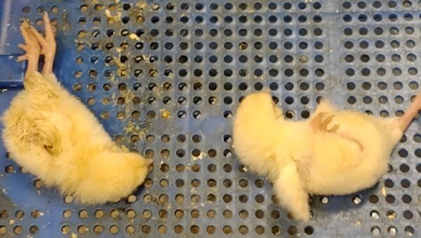 Whistleblower: Injured Chicks Left to Suffer Overnight at Wayne Farms, Before Being Ground Up Alive