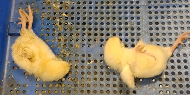 chicks at Wayne farms