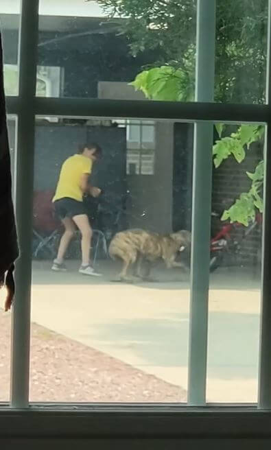 dog trainer filmed abusing puppy