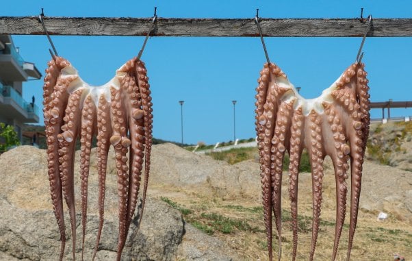 Dead octopus hanging by hooks.