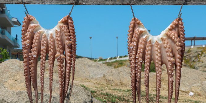 Dead octopus hanging by hooks.