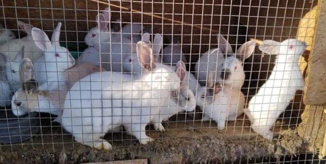 CID caseworkers help rabbits bred for Easter