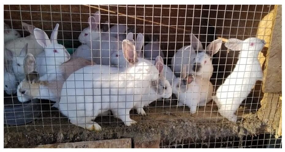 CID caseworkers help rabbits bred for Easter