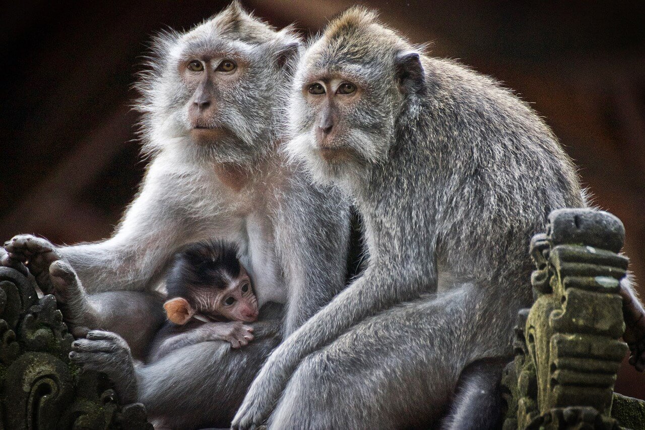 What Is Monkeypox? Here’s What You Should Know | PETA