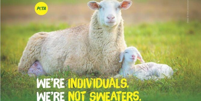 We're individuals not sweaters PETA billboard for sheep