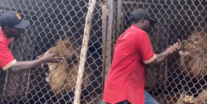 VIDEO: Jamaica Zoo Employee Taunts Lion, Loses His Finger