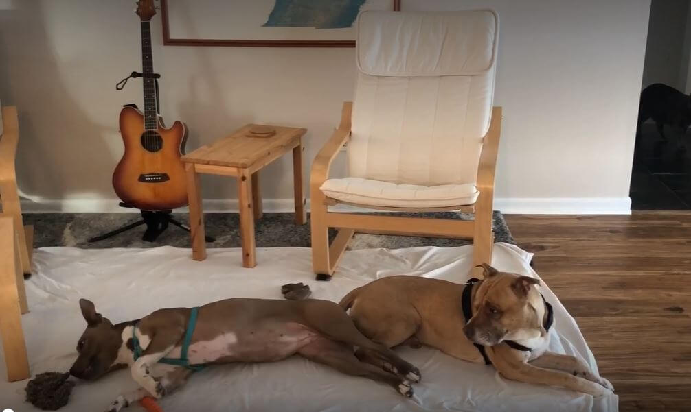 once underweight dog is happy after weight gain
