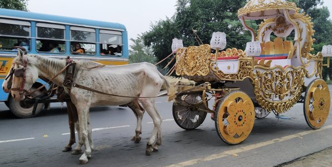 Third PETA India Investigation Reveals State of Emergency for Kolkata Horses