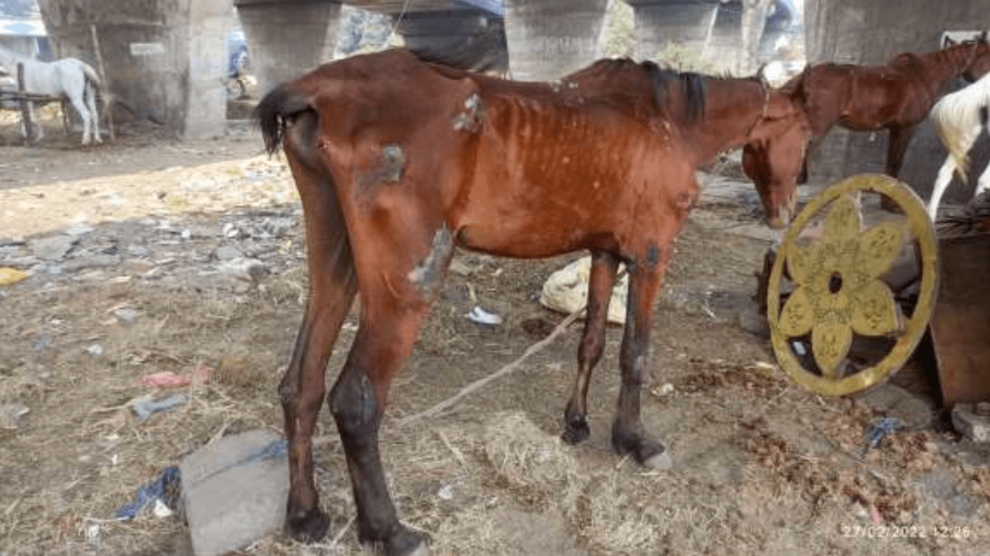 emaciated brown horse used for pulling carriages in Kolkata, India