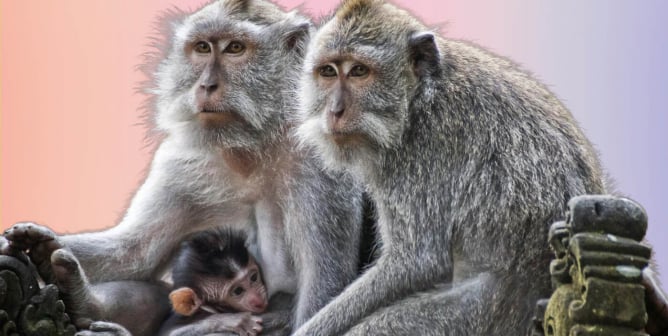 Family of long tailed macaques
