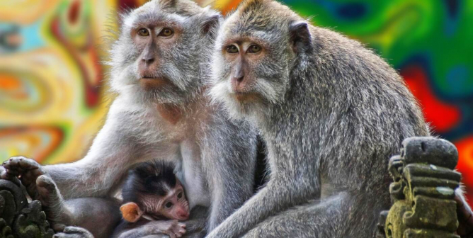 family of long tailed macaques with colorful background