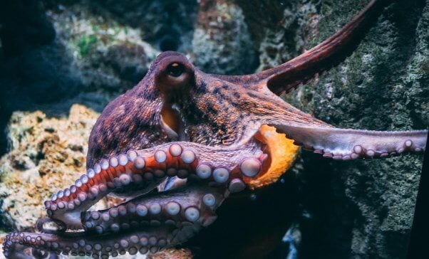 A colorful octopus under water. Plans for World’s First Octopus Farm Must Be Stopped!