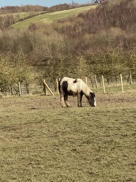 CID helps rescued abandoned horse in UK