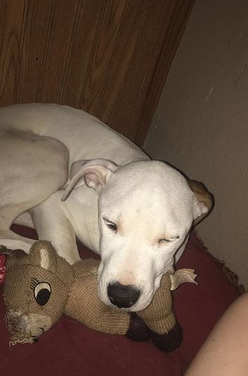 puppy with parvo
