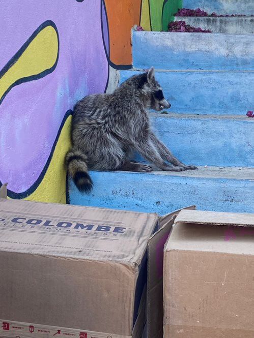 raccoon with suspected distemper