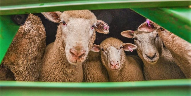 Sheep arriving at the sale yards.