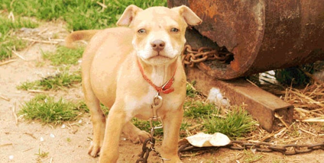 Small tan dog on a large rusty chain