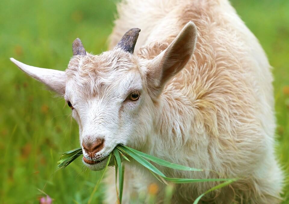 Tan and white goat eating grass