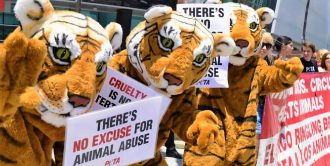 Tiger protest against Ringling