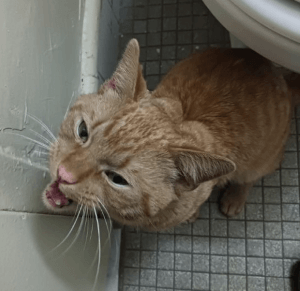 stray cat helped by PETA