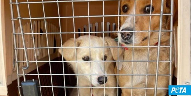 Happening Now: PETA Germany Builds Shelters Near Ukrainian Border for Animals in Quarantine