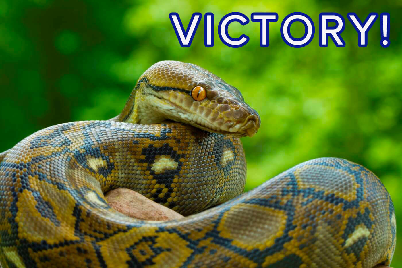 Python on a rock with victory text