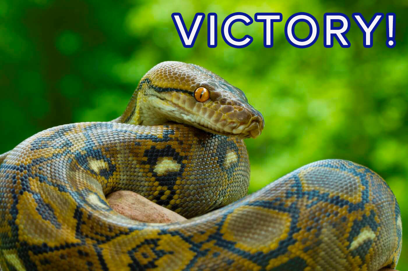 Gucci, Louis Vuitton skin reptiles alive to make pricey handbags: PETA