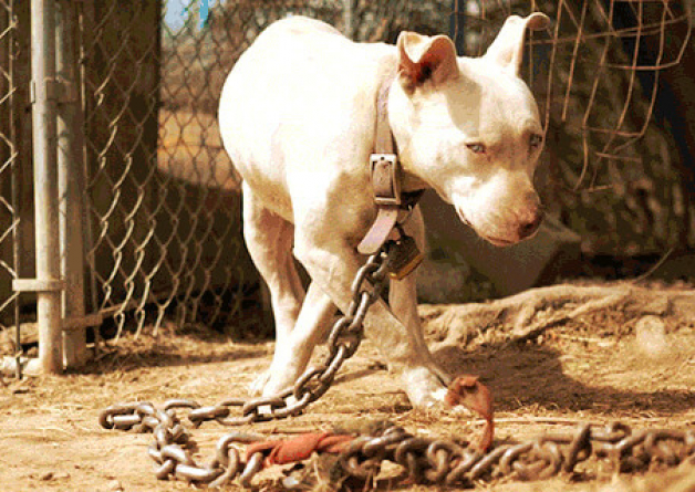 6 Steps to Help Chained Dogs in All Weather