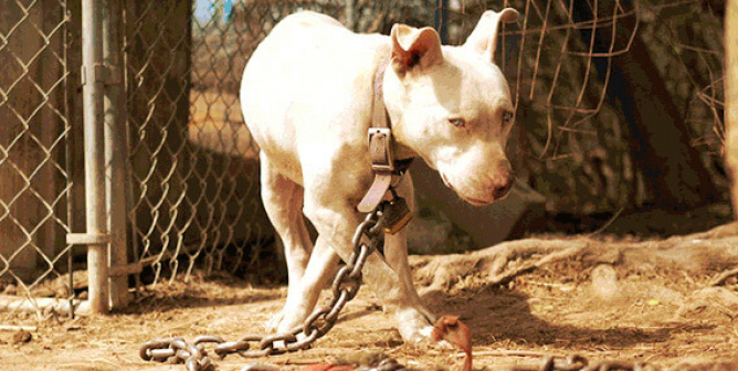 White dog on heavy chain