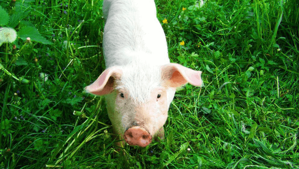 white pig in tall grass