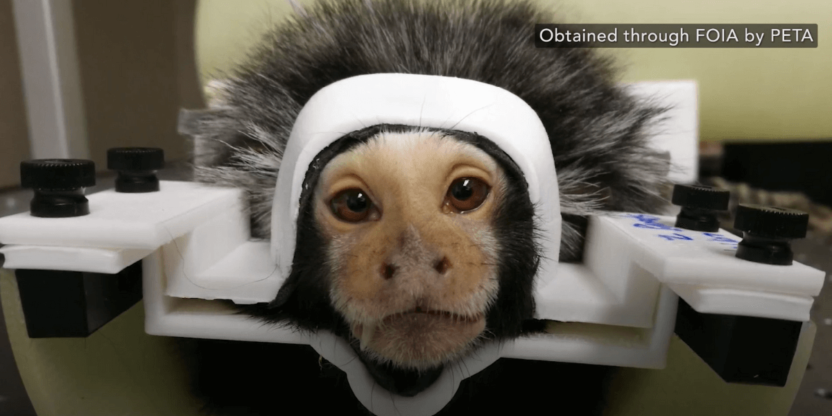 The Life of a Marmoset Used in Experiments at UMass