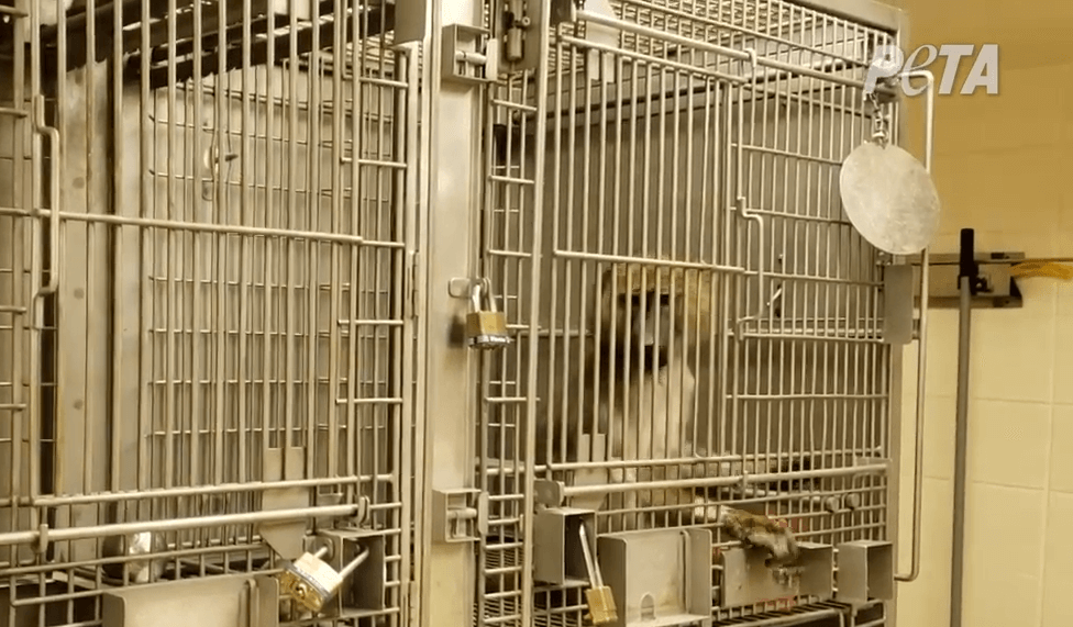 Baboon University of Alabama–Birmingham