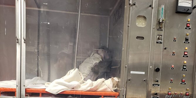 baboon used experiments at UAB